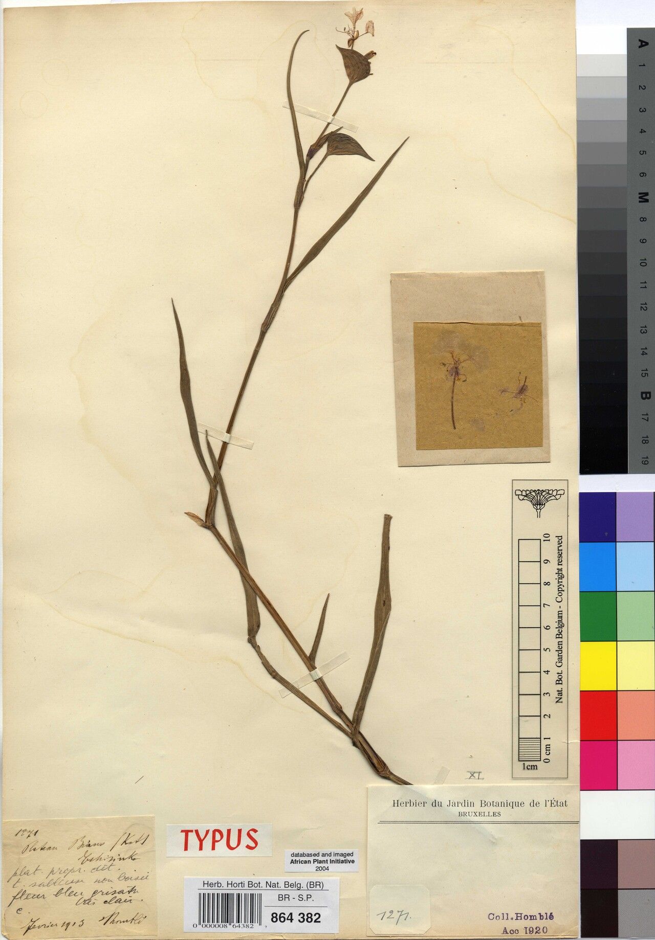 Commelina subscabrifolia — search result for 'Commelina'