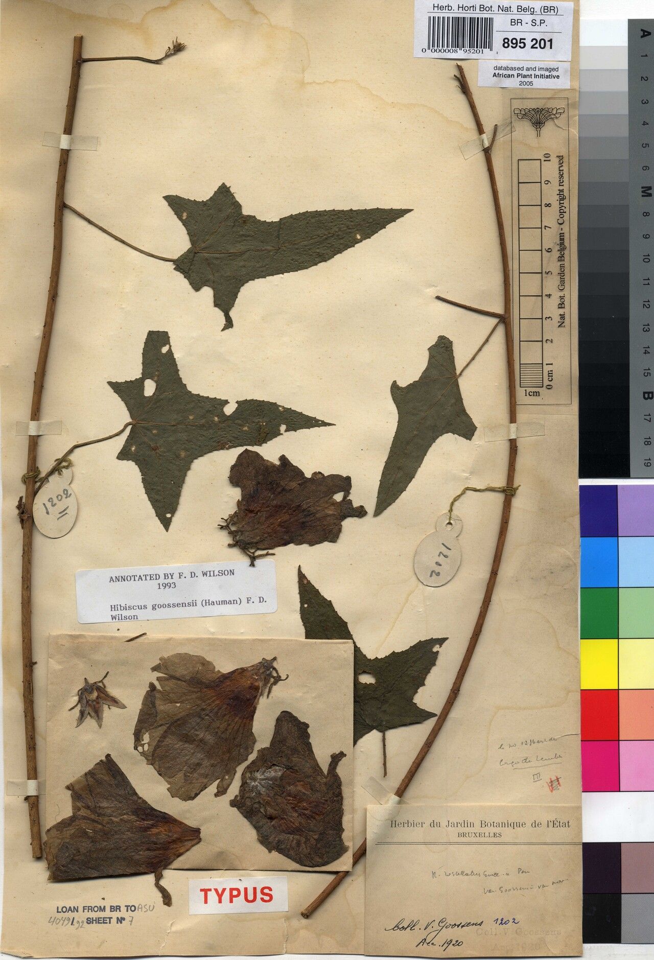 Hibiscus goossensii — houseplant care guide