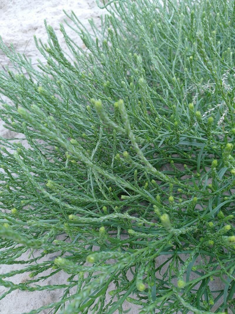 Corispermum intermedium — houseplant care guide