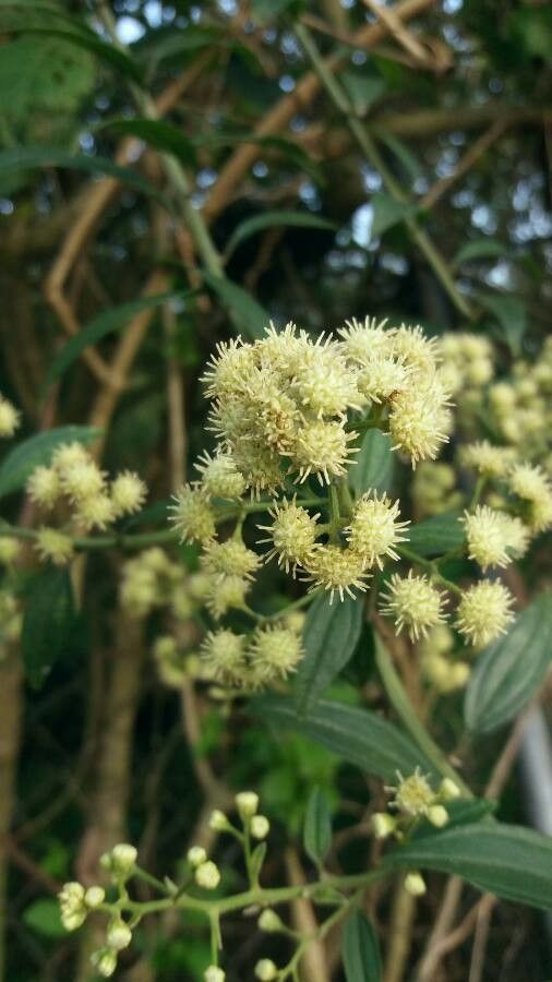 Solidago bicolor flower
