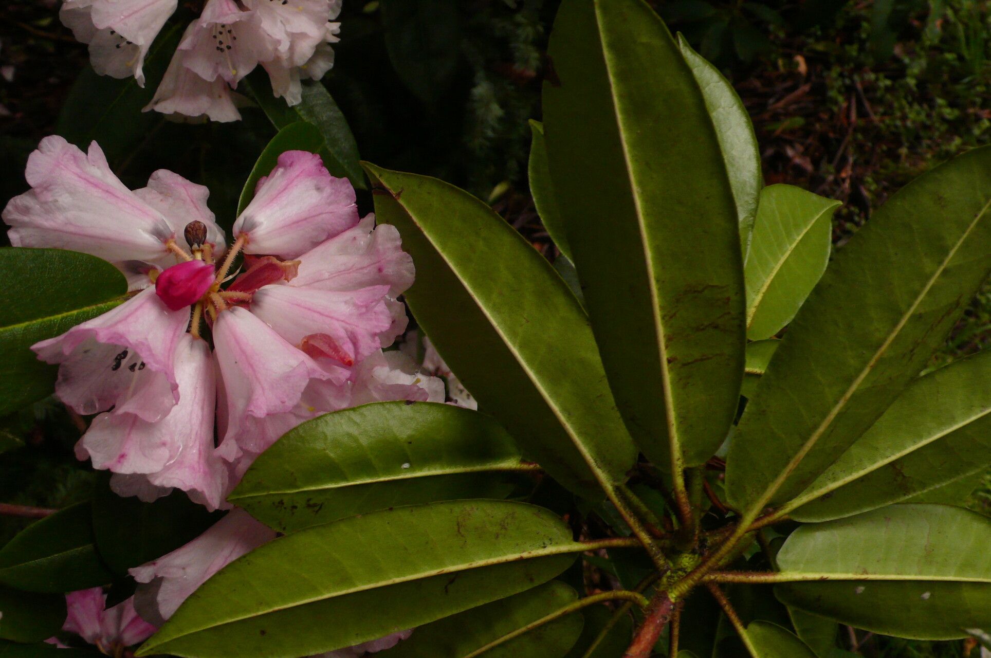 Rhododendron maculiferum leaf
