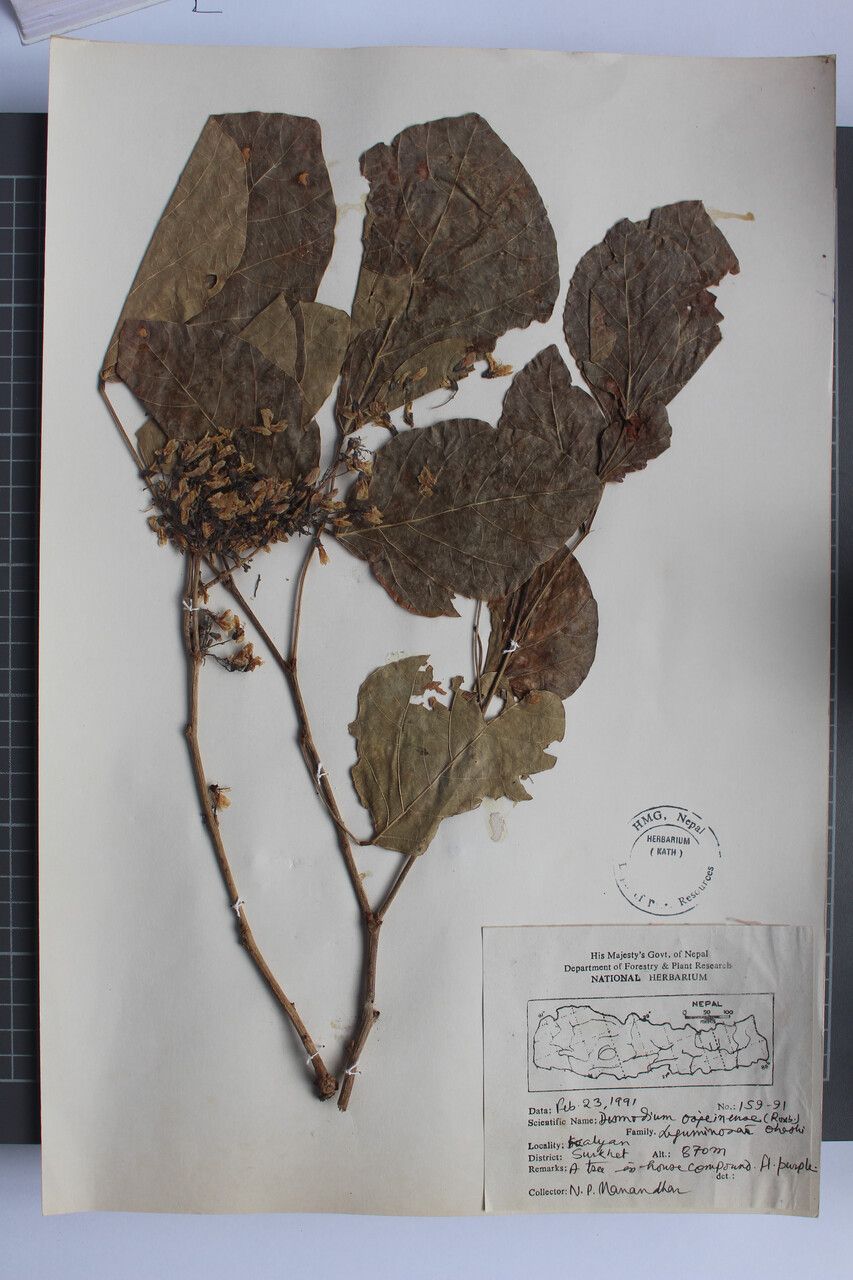 Ougeinia oojeinensis other