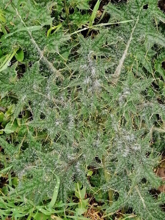 Cardopatium corymbosum — houseplant care guide