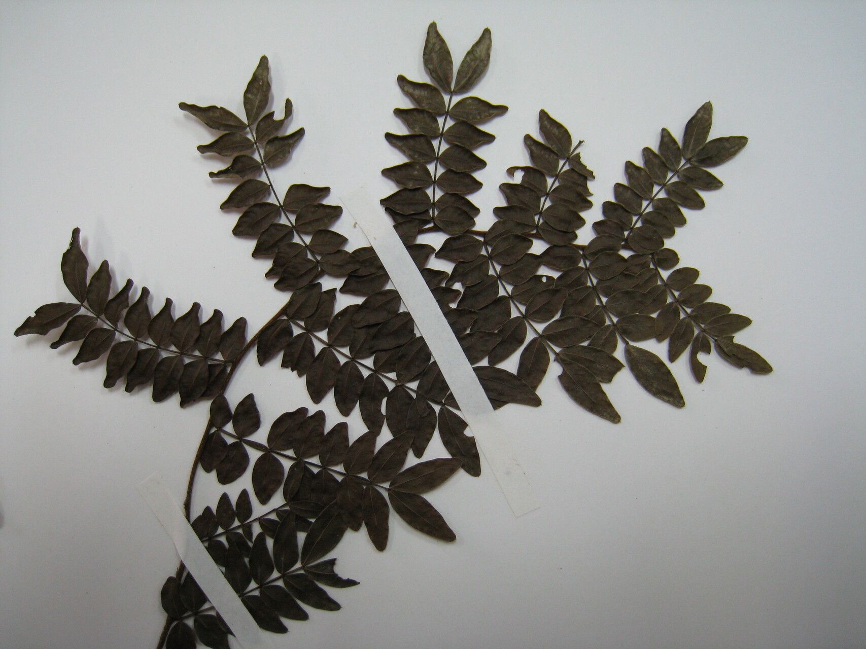 Inga virgultosa other