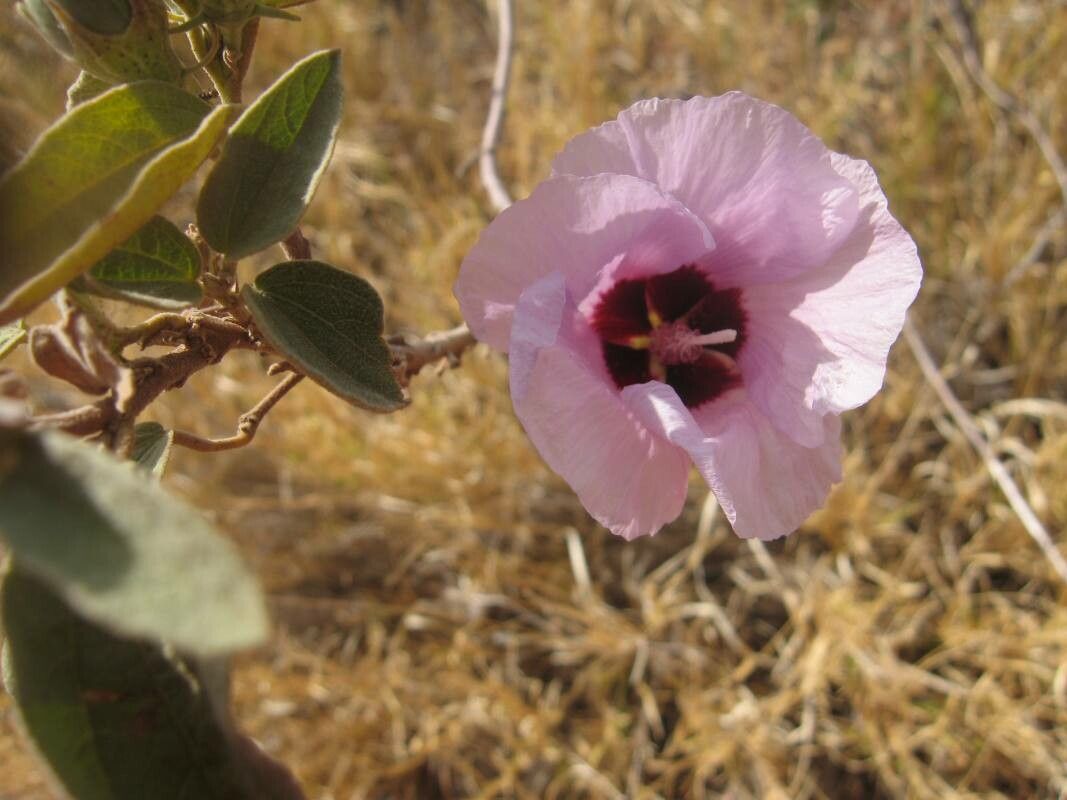 Gossypium sturtianum flower