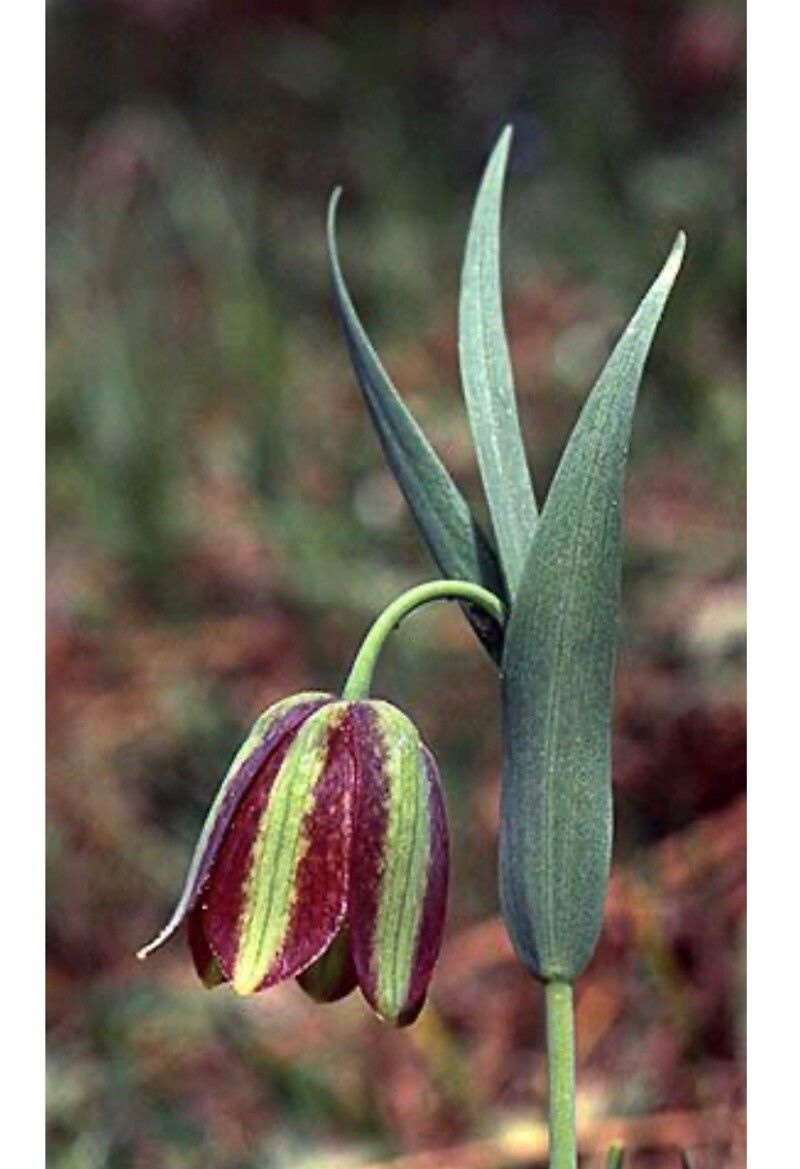 Fritillaria mutabilis — houseplant care guide