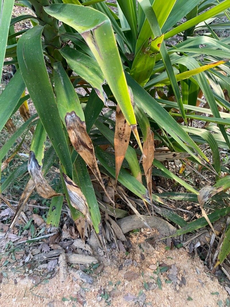 Dracaena aletriformis