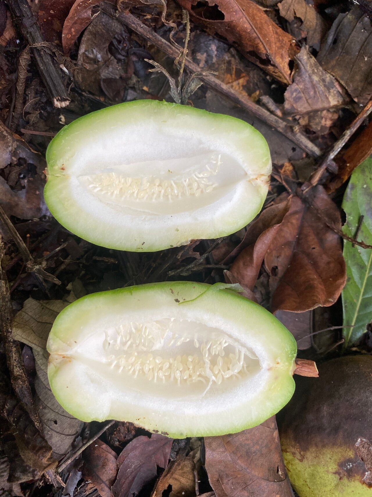 Passiflora spinosa fruit
