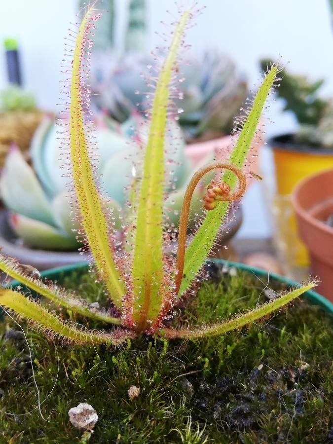 Drosera adelae leaf