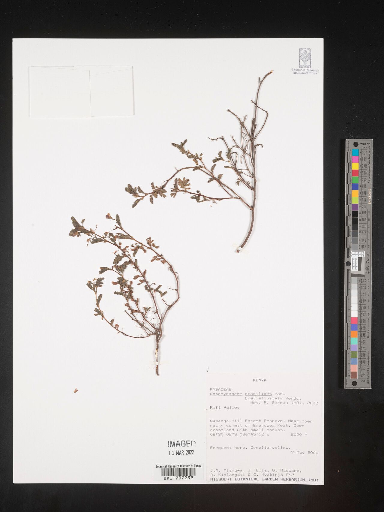 Aeschynomene gracilipes — houseplant care guide