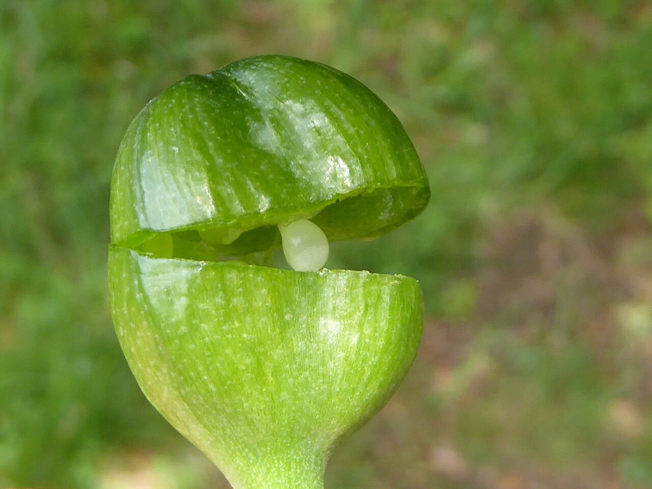 Narcissus poeticus fruit