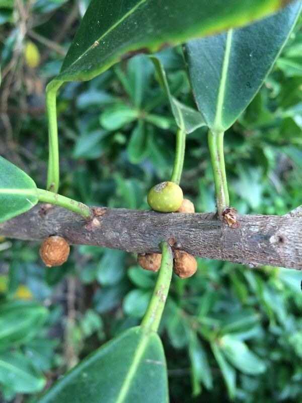 Ficus reflexa bark