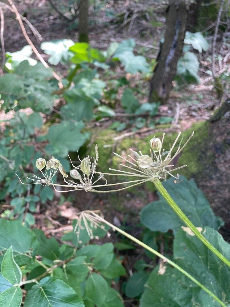 Heracleum ligusticifolium fruit