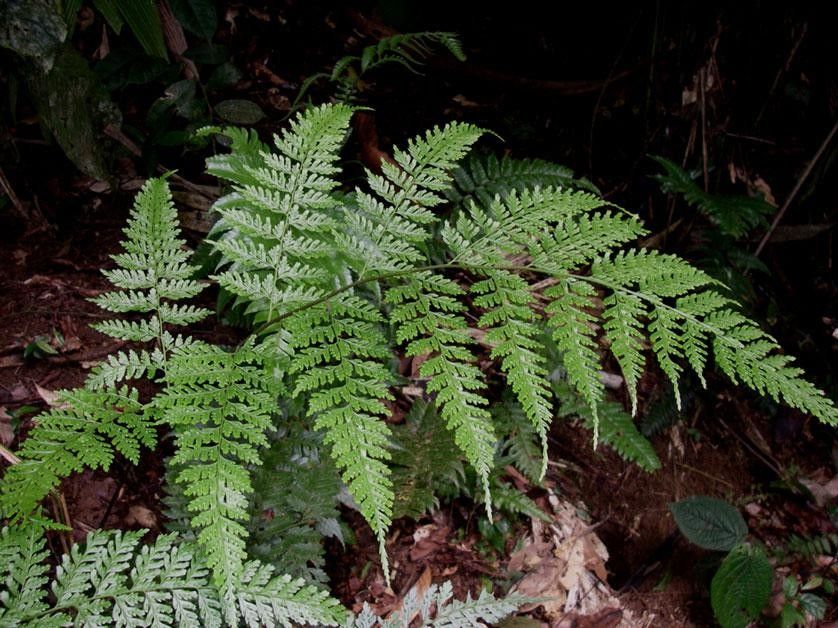 Saccoloma inaequale — houseplant care guide