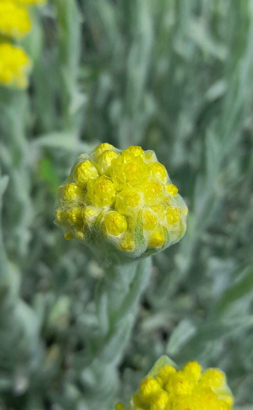 Helichrysum compactum flower