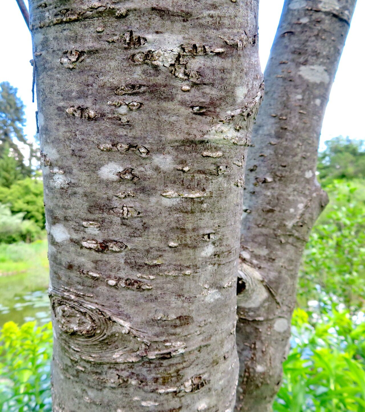 Alnus oblongifolia bark