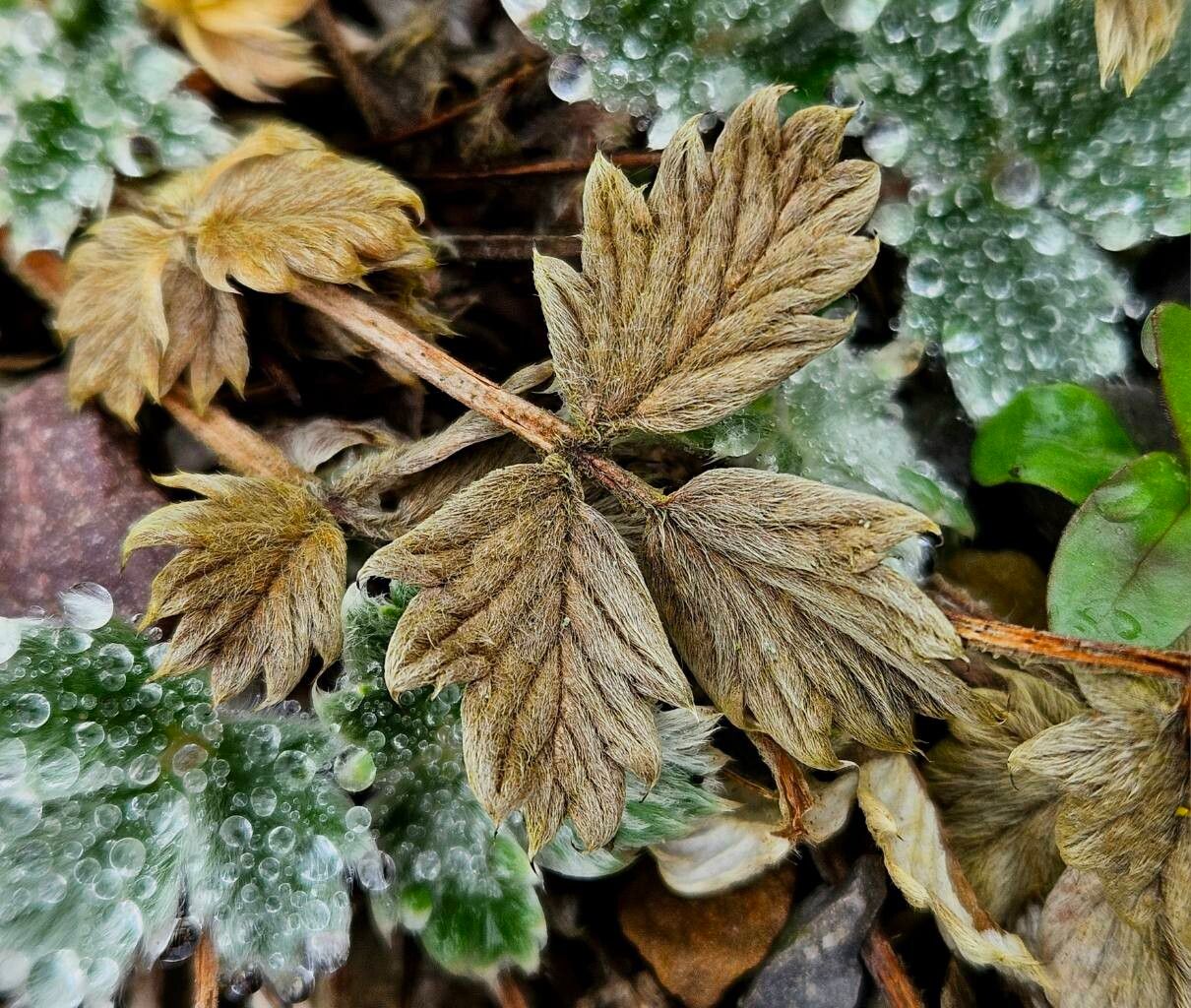 Potentilla pulvinaris — search result for 'Potentilla'
