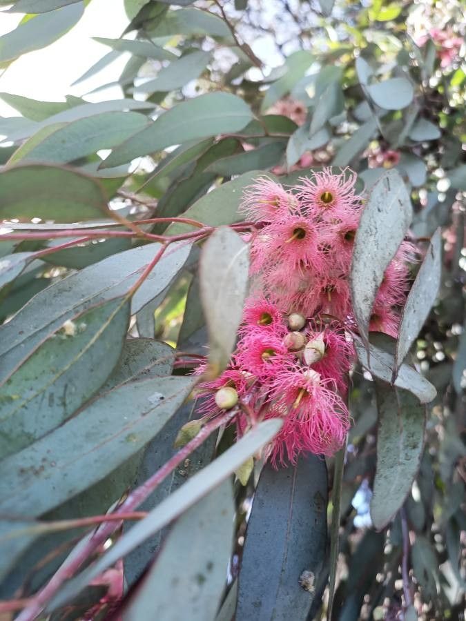 Eucalyptus sideroxylon flower