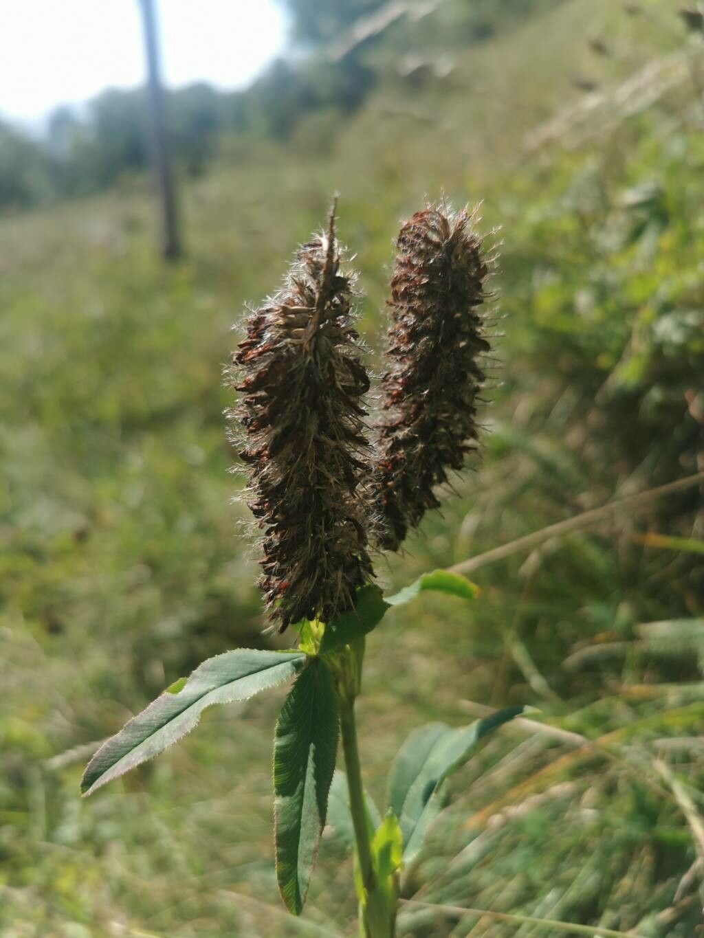 Trifolium rubens fruit