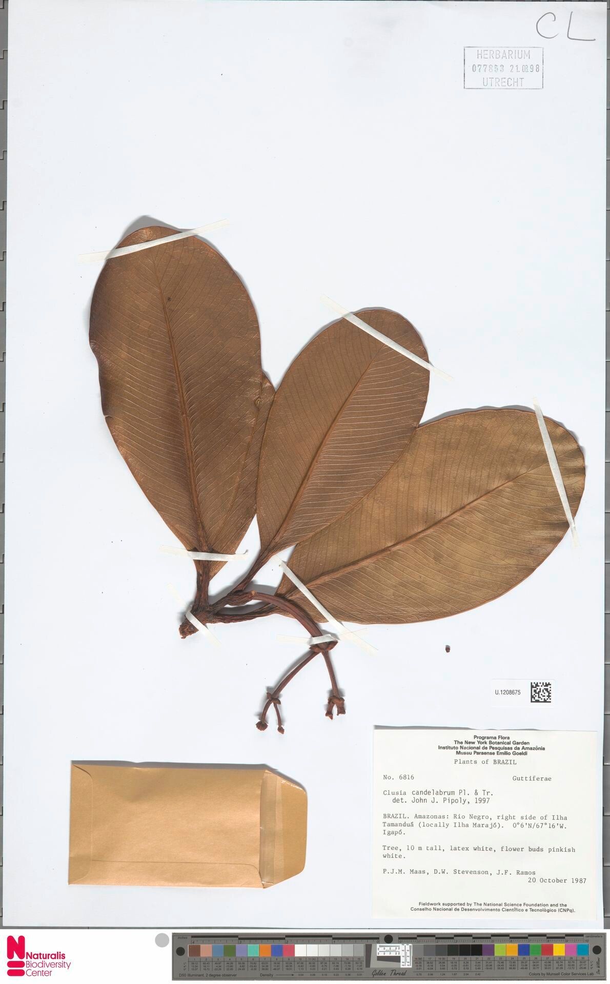 Clusia candelabrum