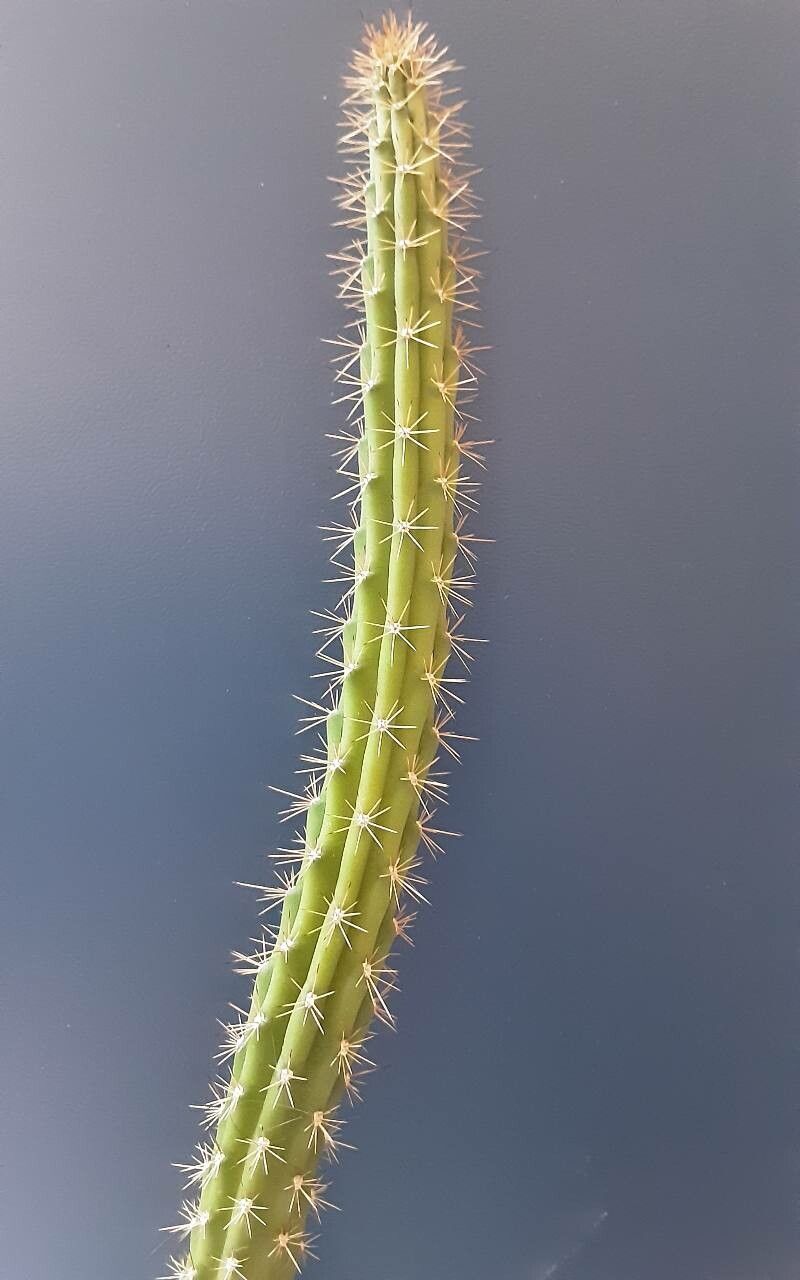 Harrisia fernowii habit