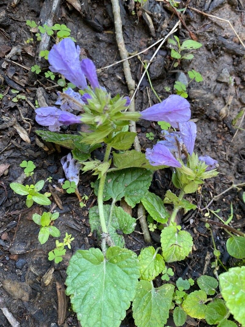 Meehania cordata — houseplant care guide