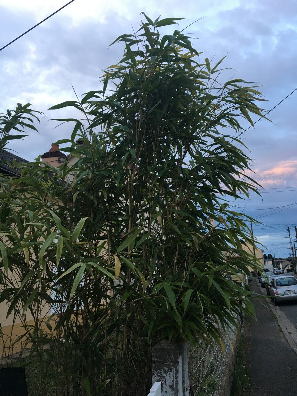 Pseudosasa japonica habit