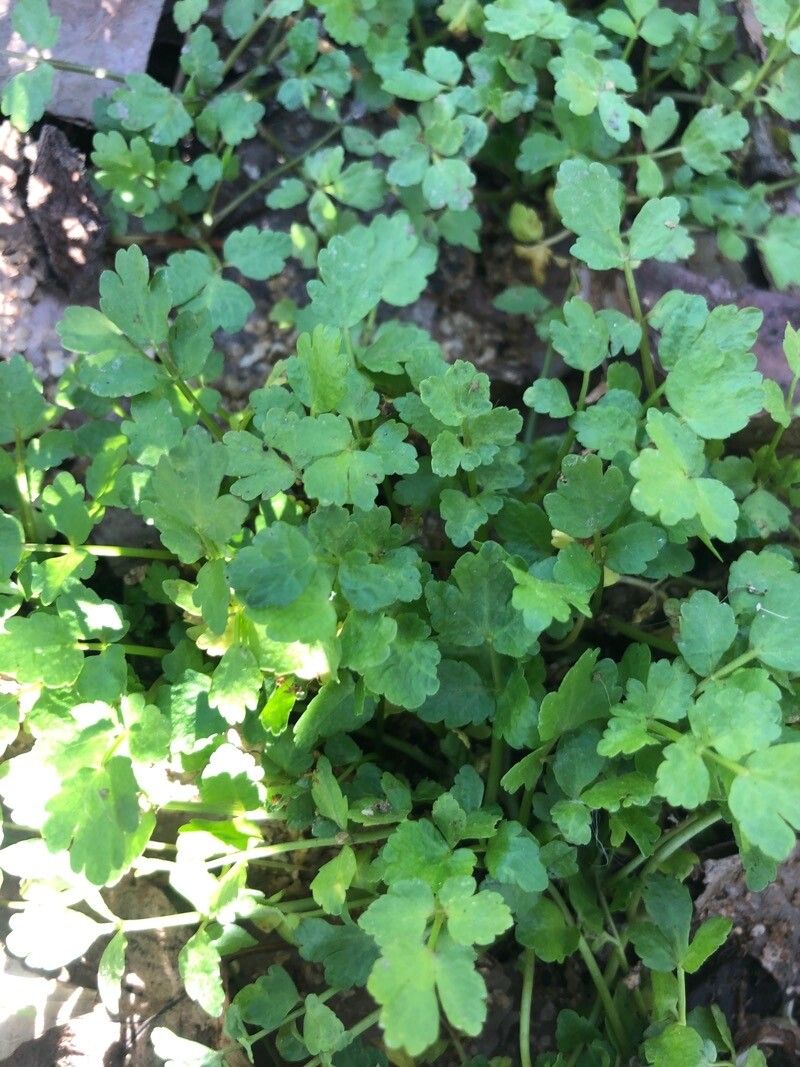 Helosciadium nodiflorum leaf
