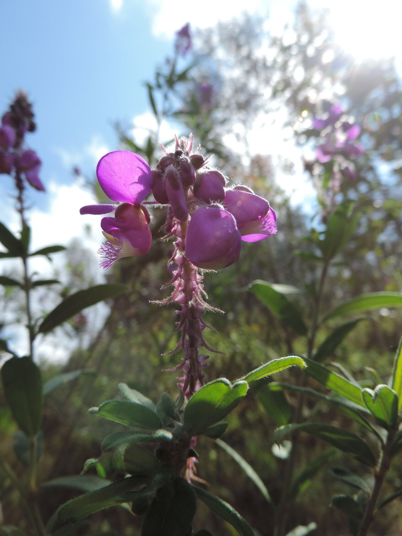 Polygala ruwenzoriensis — houseplant care guide