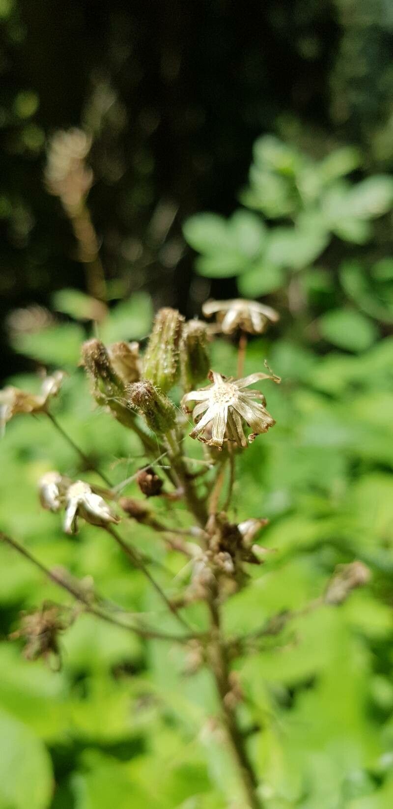 Lactuca alpina fruit