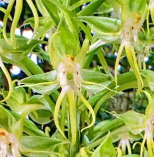 Habenaria amplifolia — houseplant care guide