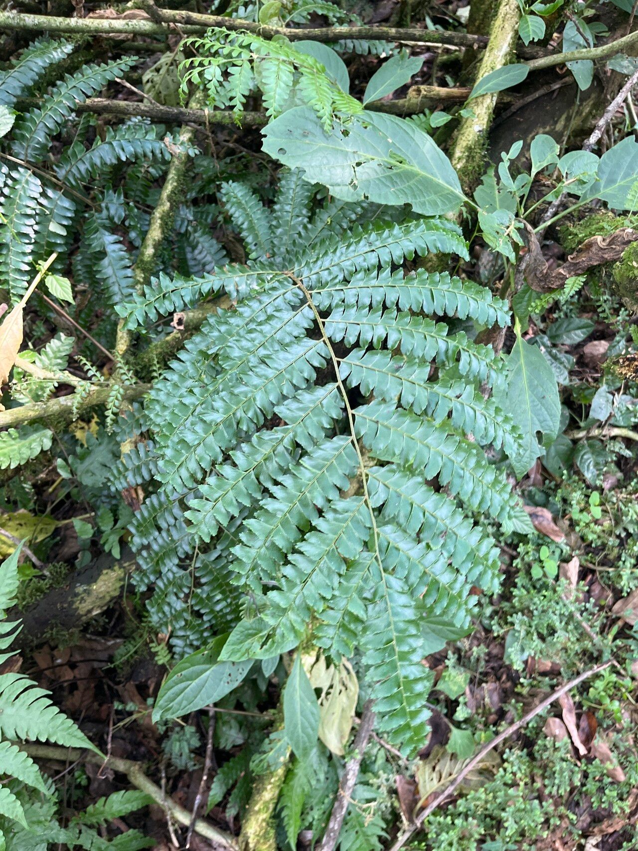 Didymochlaena spinulosa — related species from the same genus