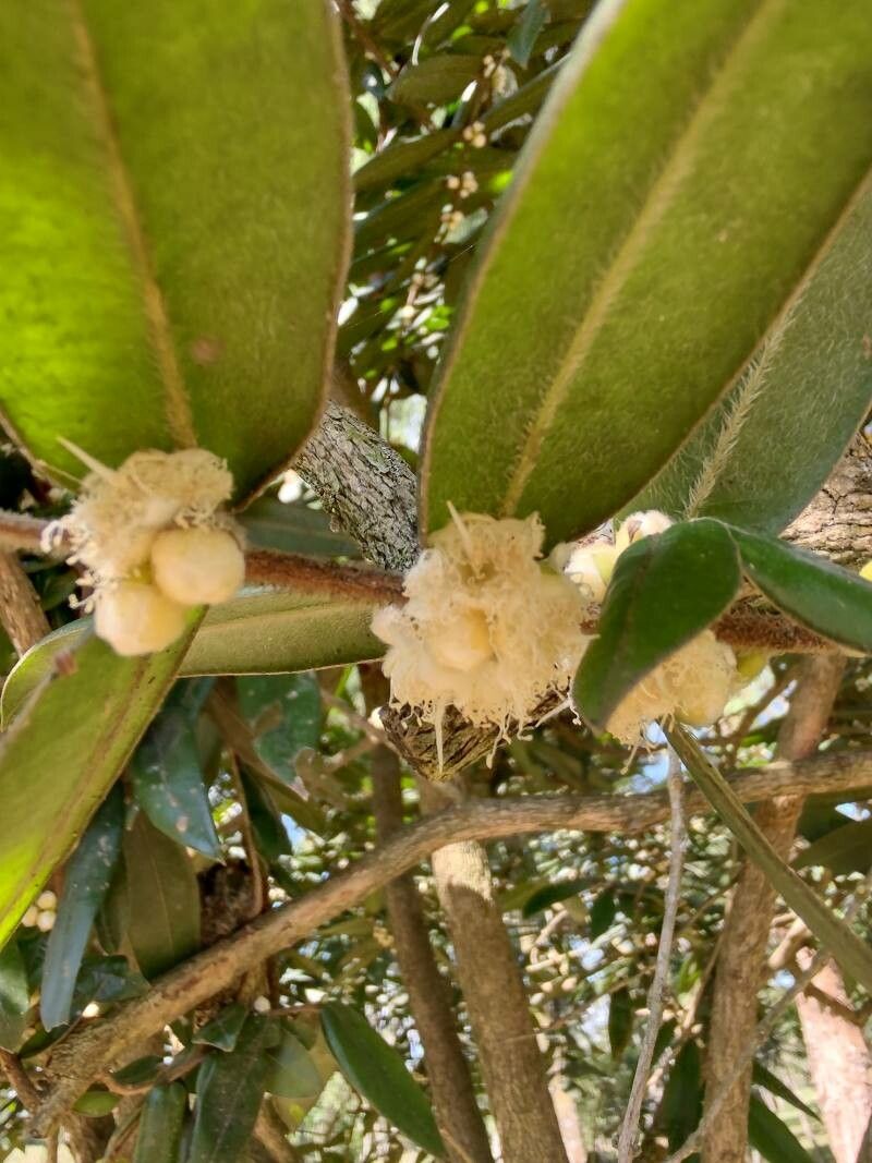 Myrciaria glazioviana flower