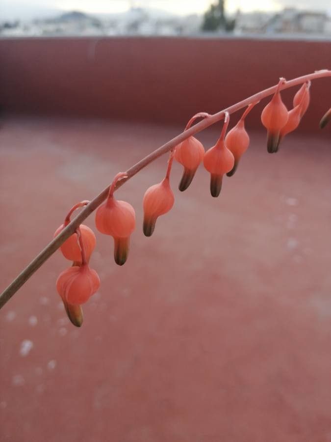 Gasteria glomerata flower
