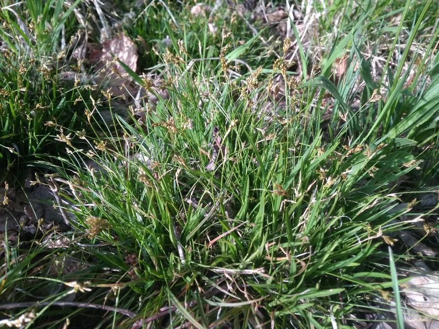 Carex capillaris flower
