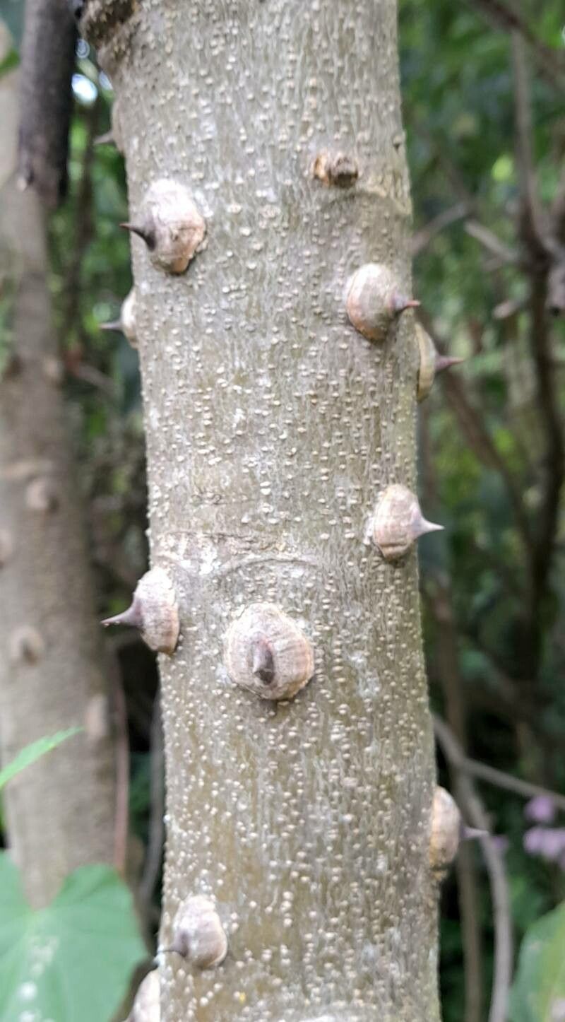 Zanthoxylum coco bark