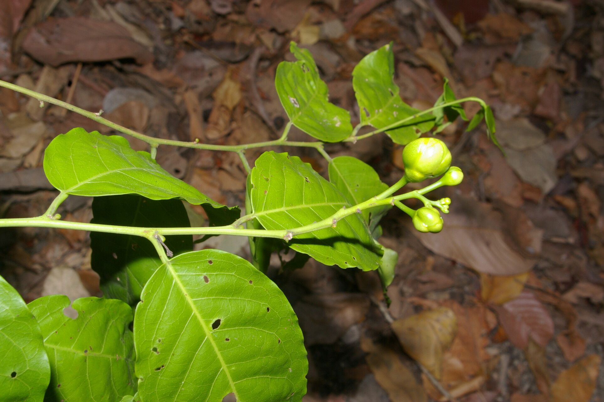 Morisonia amplissima fruit