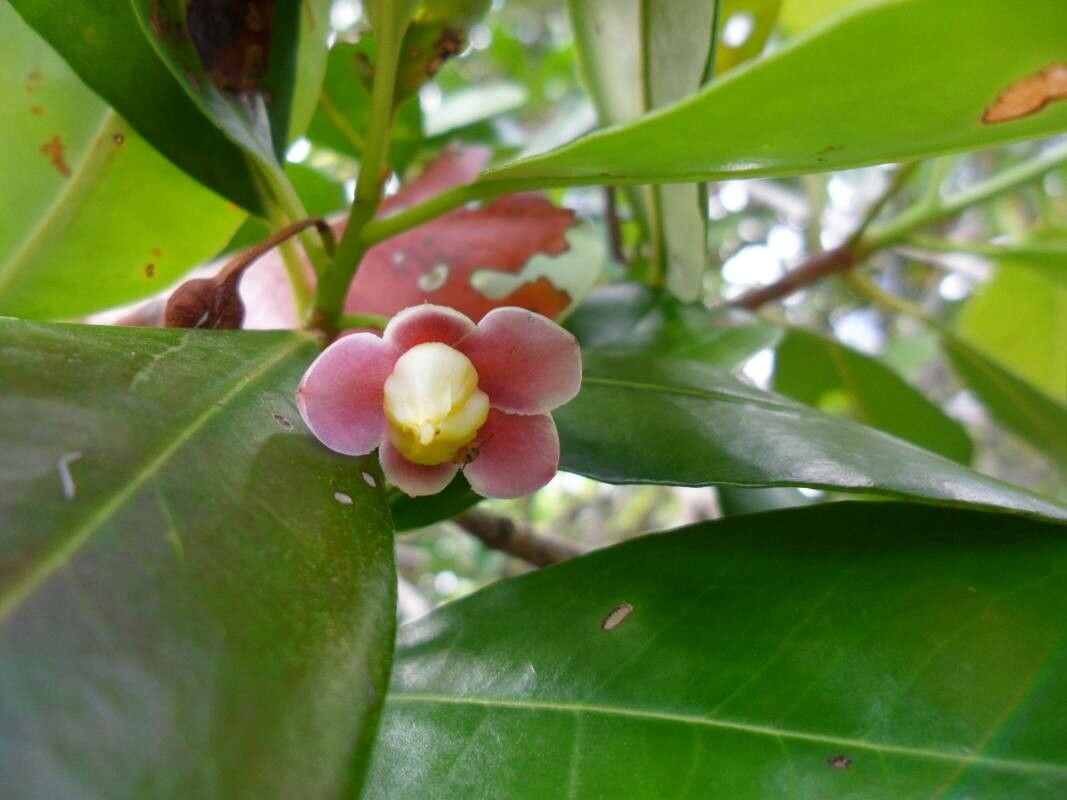 Ternstroemia carnosa flower