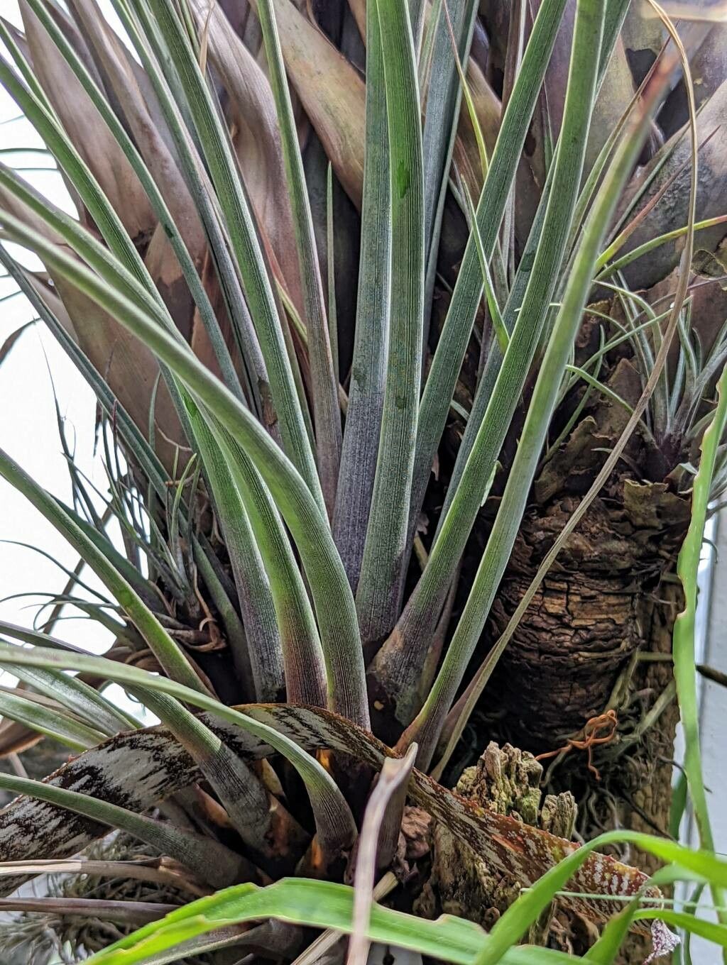 Tillandsia extensa leaf