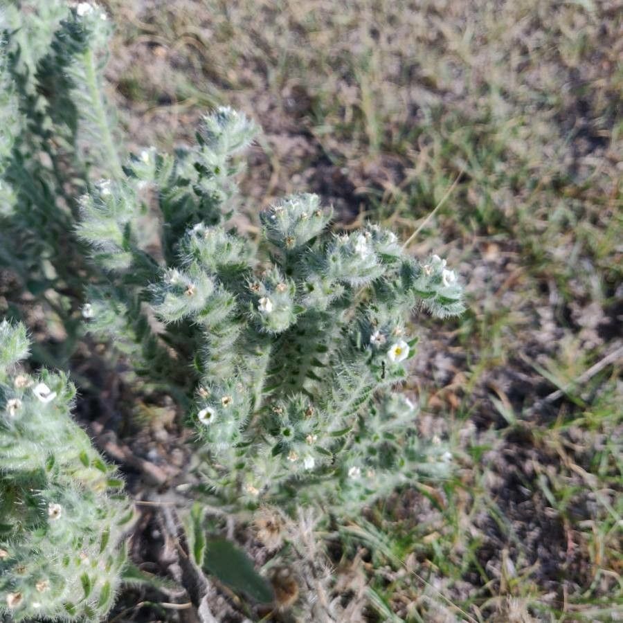 Cryptantha humilis — search result for 'Cryptantha'