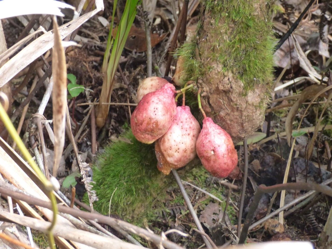Syzygium cordemoyi fruit