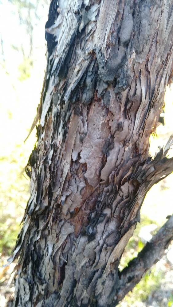 Leptospermum trinervium bark