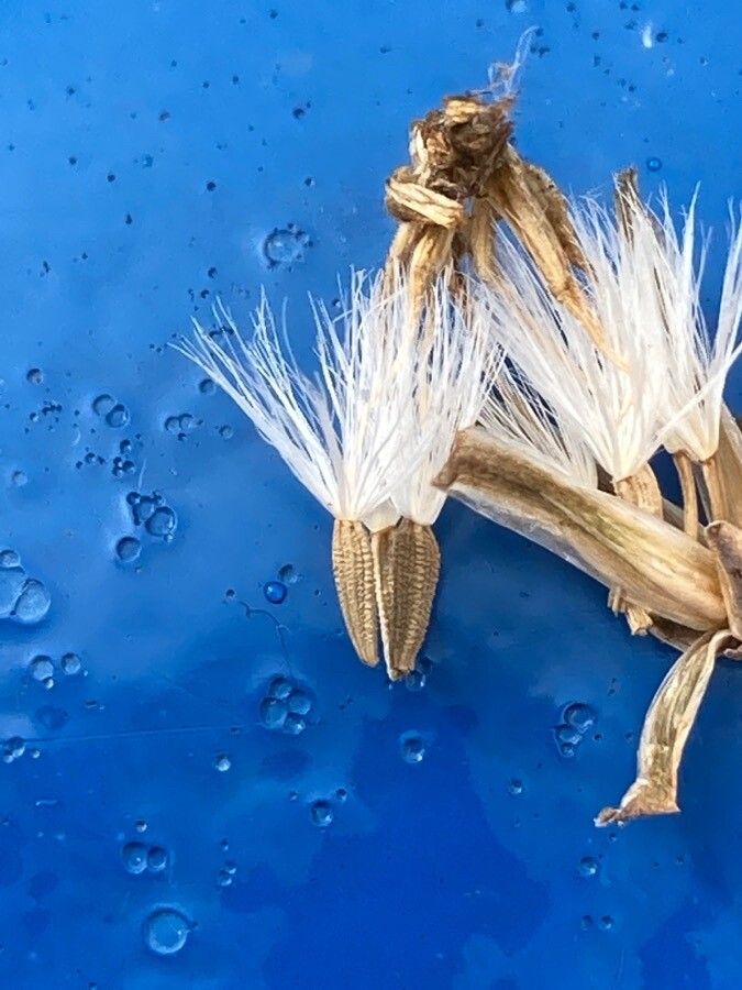 Launaea arborescens fruit