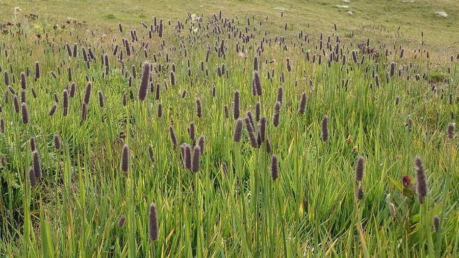 Phleum alpinum flower