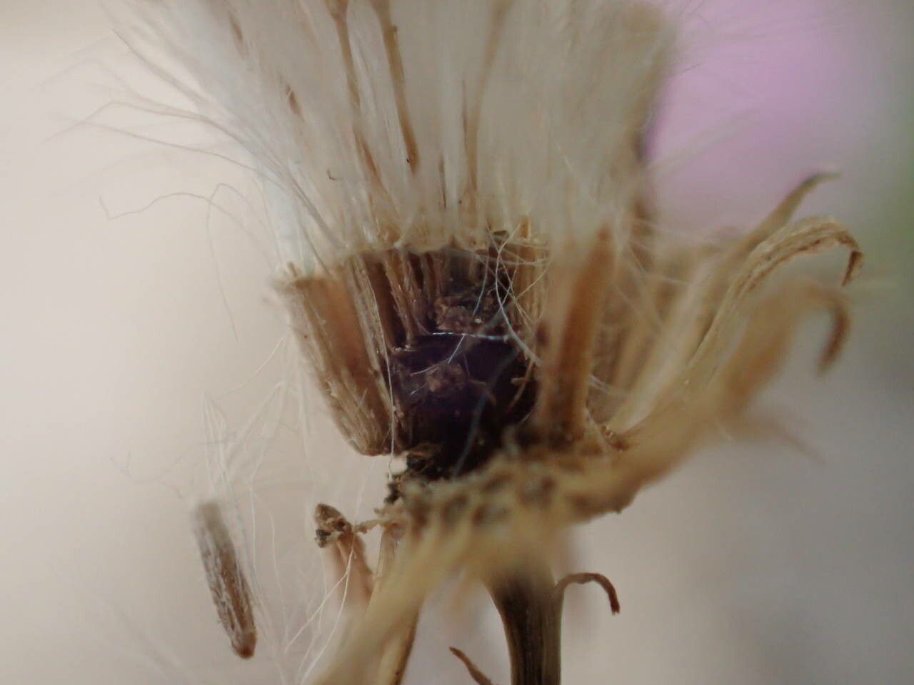 Senecio gallicus fruit