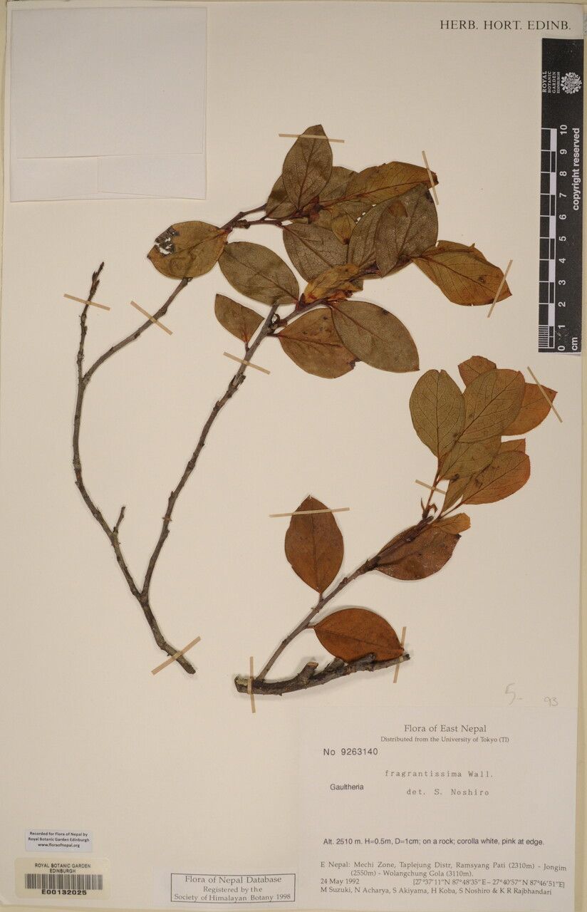 Vaccinium glaucoalbum — search result for 'Vaccinium'