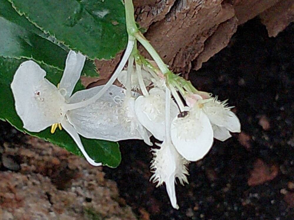 Begonia echinosepala flower