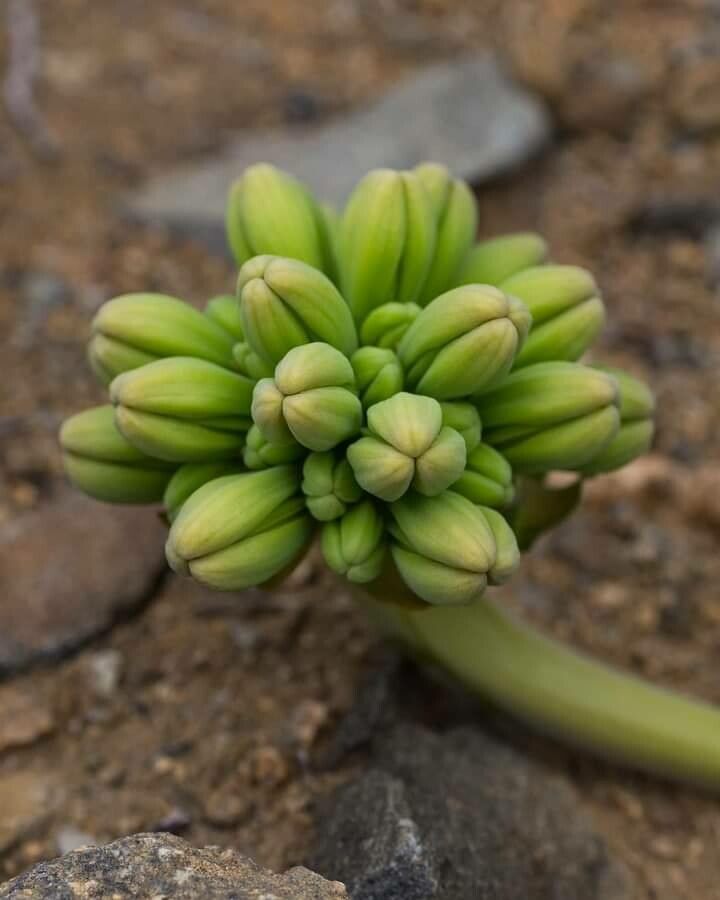 Bomarea ovallei — search result for 'Bomarea'