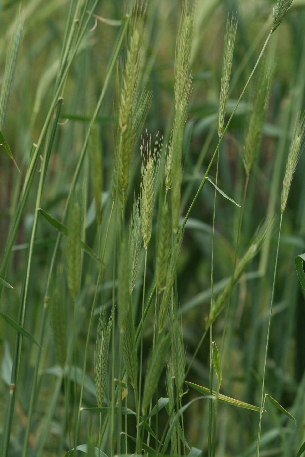 Secale strictum — related species from the same genus