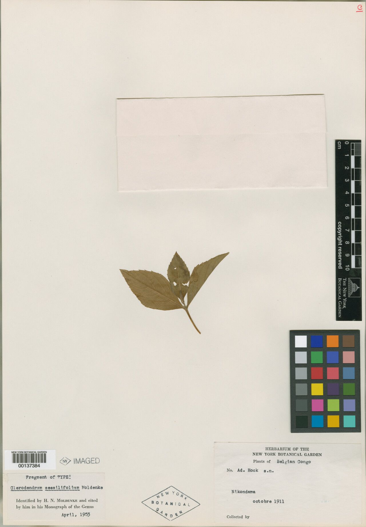 Clerodendrum sessilifolium — houseplant care guide